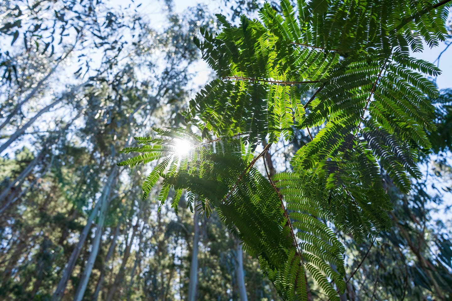 desktop image